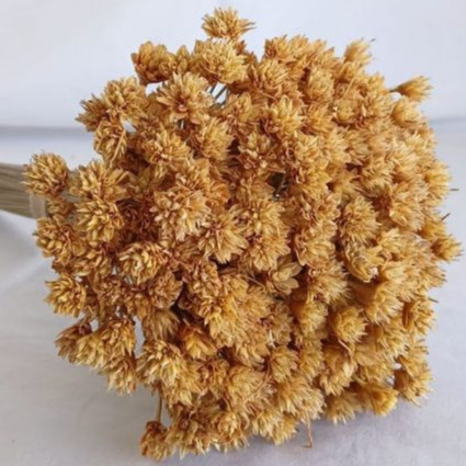 Kit com até 300 Espeta Nariz, flores secas, Flor Desidratada