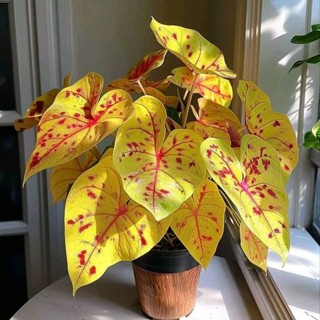 Caladium Lady Leaf 100 sementes com manual de cultivo SS em Oferta na Shopee