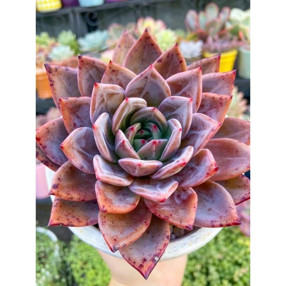 suculenta Sedum spectabile (Autumn Joy)100 Sementes de Com Manual de cultivo