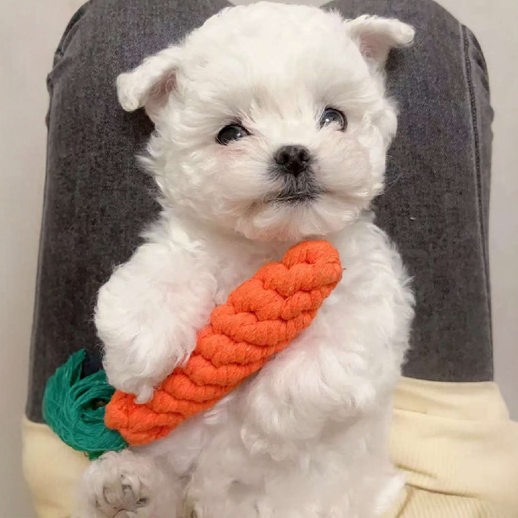 Cão Molar brinquedo atado cenoura Pet filhote de cachorro rebocador de guerra grande cão Teddy filhotes resistente à mor