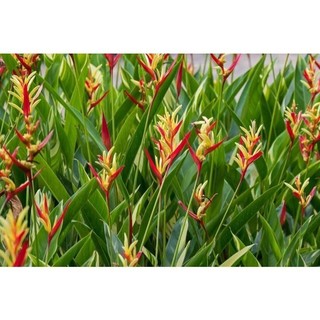 100 sementes  heliconia  bihai com manual de cultivo pronta entrega envio em 24h