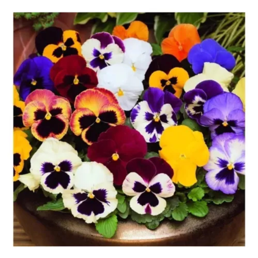 viva a natureza 100 Sementes de Pansy Variado – Fácil de Germinar
