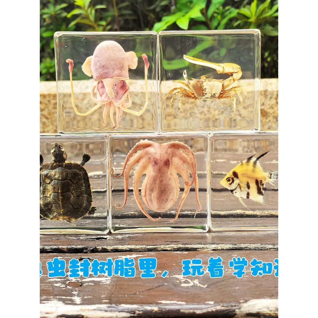 Espécimes de insetos em âmbar verdadeiro, espécimes marinhos, espécimes de animais, brinquedos infantis, estrelas-do-mar