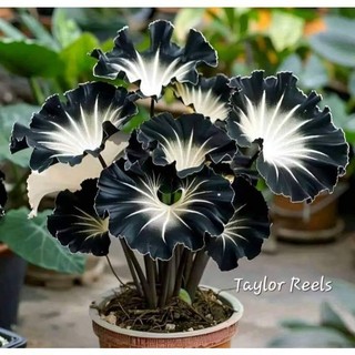 Caladium Light darknes 100 sementes com manual de cultivo Premium