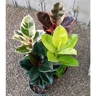 zamiocuca mix 4 especies 100 sementes com manual de cultivo II em Oferta na Shopee