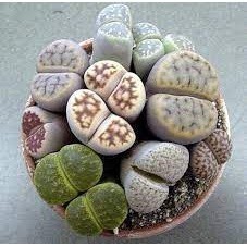 JAAA 390 Sementes Pleiospilos Cacto Pedra  Lithops P/ Mudas Q1 ENVIO RÁPIDO III NV