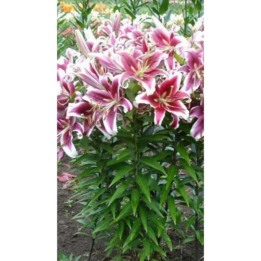 ENVIO SUPER RÁPIDO 100 sementes lirios giganteum com manual de cultivo pronta entrega envio em 24h l T1 em Oferta na Shopee