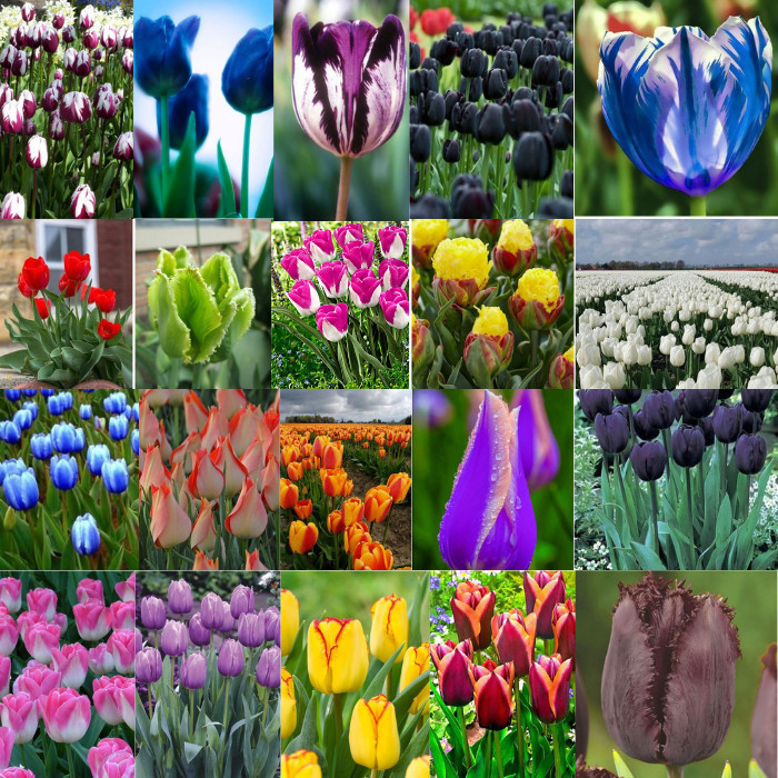 ENVIO SUPER RÁPIDO tulipas sortidas mix de especies 100 sementes com manual de cultivo pronta entrega envio em 24h II T1