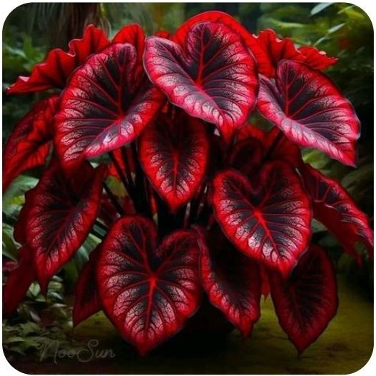 caladium ragnar100 Sementes de Com Manual de cultivo