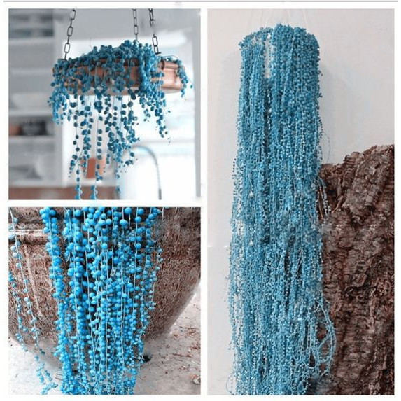 O que é Suculenta Colar de Pérola? Guia e Onde Comprar | BuscaProdutos