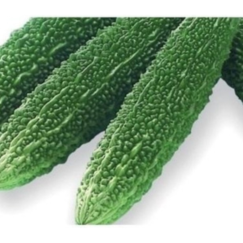 100 Sementes Melão De São Caetano - Nigagori Pepino Amarg em Oferta na Shopee
