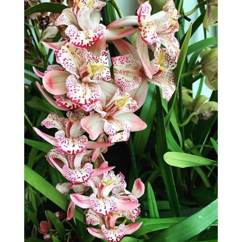 ENVIO SUPER RÁPIDO 100 sementes orquidia cymbidium italy rosa com manual de cultivo pronta entrega envio 24h T1