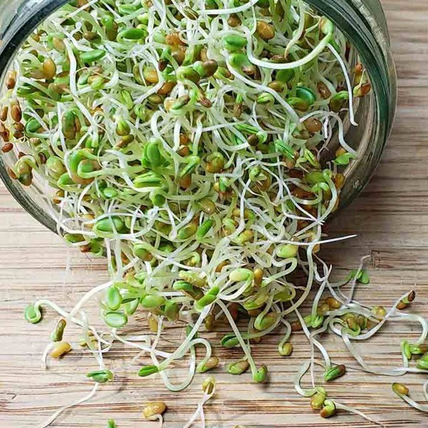 Broto de Alfafa: Onde Comprar | BuscaProdutos