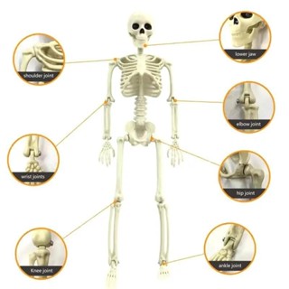 Esqueleto de Plástico Articulado 90 cm - Decoração para Halloween em Oferta na Shopee