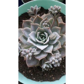 Dudleya brittonii (Dudleya blanca)100 Sementes de Com Manual de cultivo