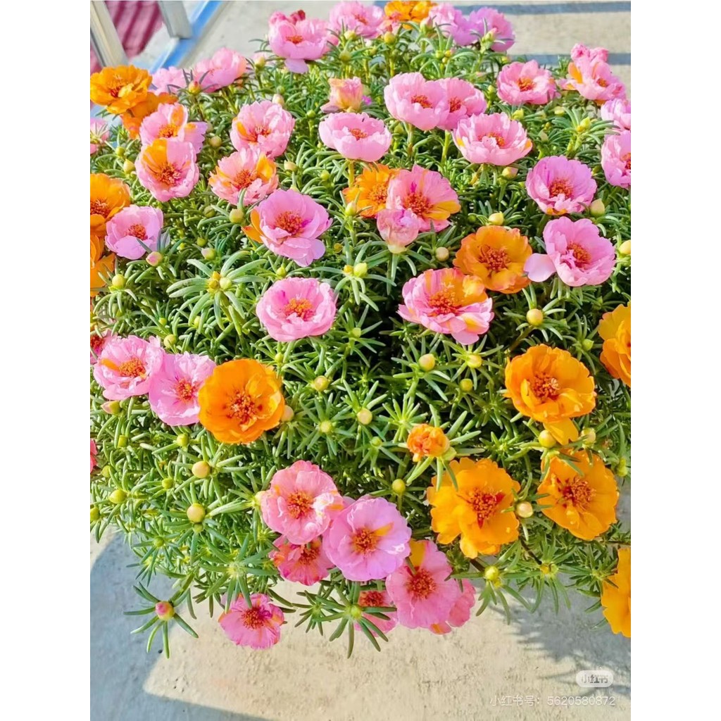 Sementes DE FLOR SEMI-SUCULENTA - PORTULACA DOBRADA SORTIDA - ONZE HORAS DOBRADA (12626)