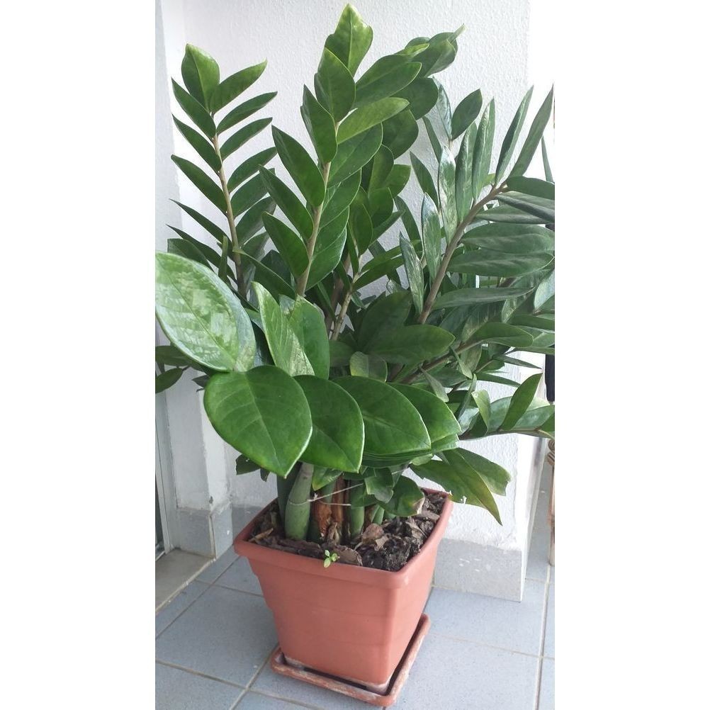 PROMOÇÃO ENVIO SUPER RÁPIDO zamiocuca verde 100 sementes com manual de cultivo II T1 em Oferta na Shopee