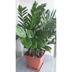 PROMOÇÃO ENVIO SUPER RÁPIDO zamiocuca verde 100 sementes com manual de cultivo II T1