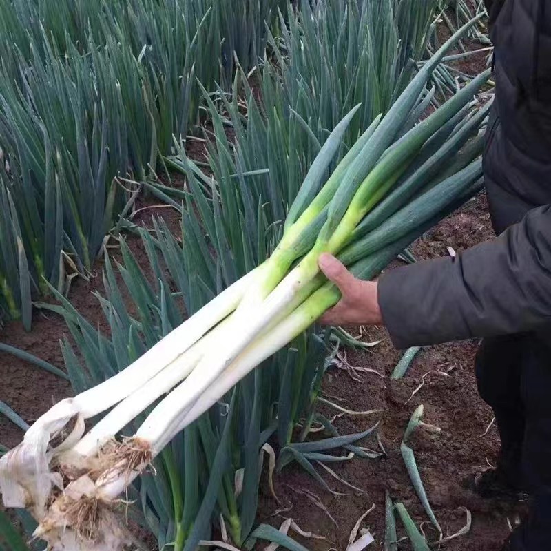 viva a natureza  Cebola Gigante Chinesa de Alto Rendimento  Sementes Sementes de Cebolinha para Plantio de Vegetais