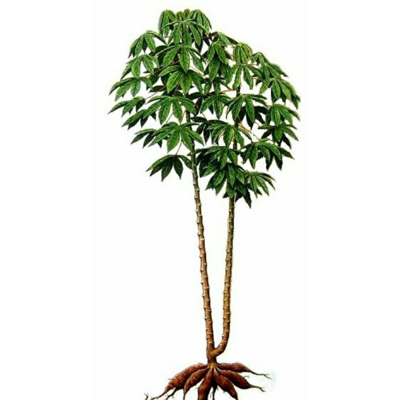 RAMA DE MANDIOCA BRANCA EXÓTICA DE QUALIDADE SUPERIOR 10  MANIVAS MADURAS COM MUITA GEMA 30 cm