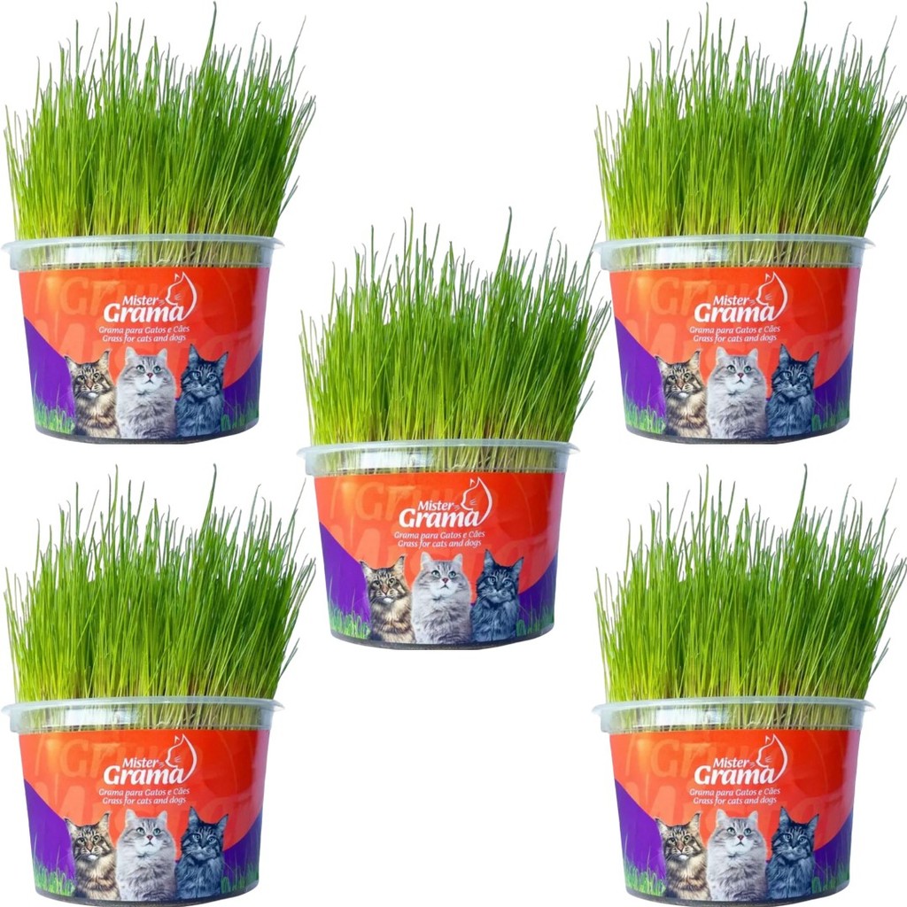Kit 5un Graminha para Gatos - Mister Grama