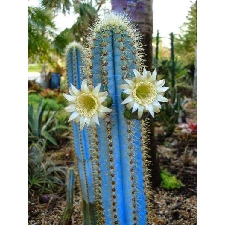 100 sements cacto mandacaru azul raro com manual de cultivo ENVIO RÁPIDO!!!