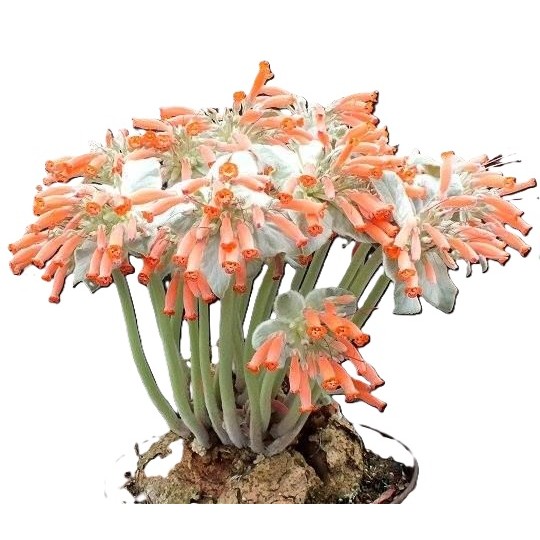 Semente Bulbo Sinningia leucotricha Suculenta Flor Rainha do Abismo