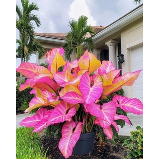 Caladium translucens rubicunda 100 sementes com manual de cultivo