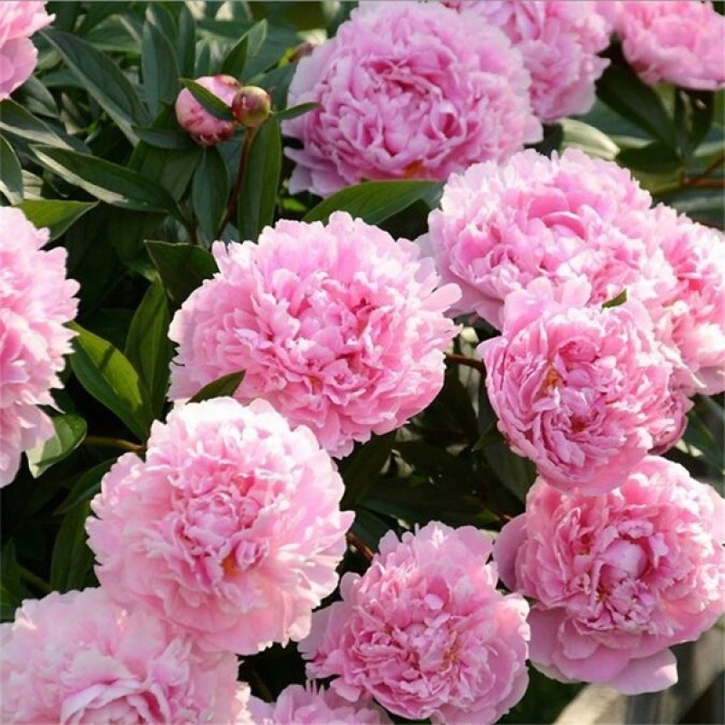 JAAA Sementes de Peônia Dupla Rara 200 500 Sementes Paeonia Suffruticosa Sementes de Flores Jardim DIY Plantas para Casa — imagem 2 de 2