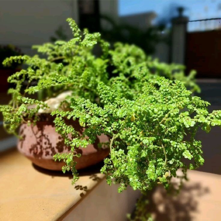 100 sementes Brillantina com manual de cultivo pronta entrega envio 24h l em Oferta na Shopee