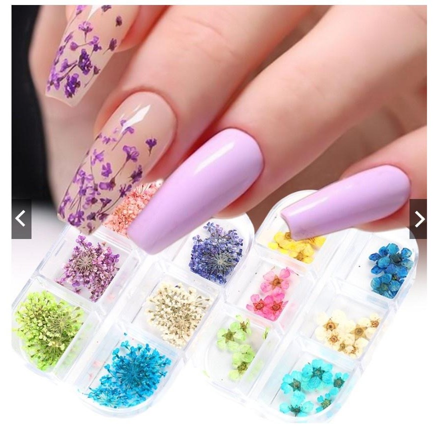 Flores Secas Encapsulamento Decoração Unhas De Gel - 12 Flores Coloridas em Oferta na Shopee