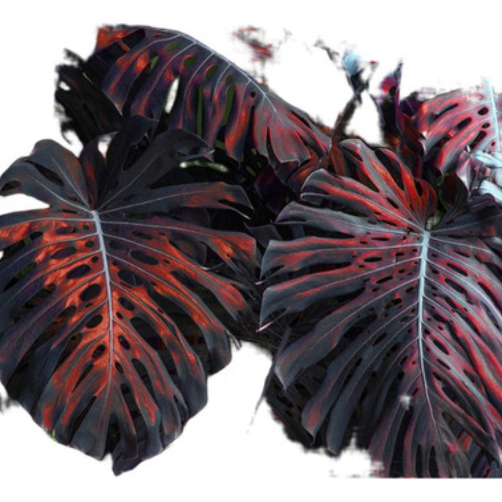 Costela de Adao Mudas: Onde Comprar | BuscaProdutos