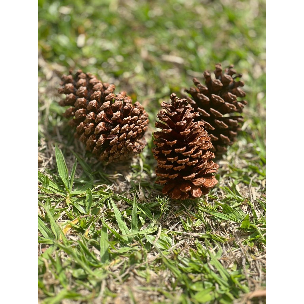 Pinhas Natural Decoração Natal e Páscoa  P/Calopsitas Kit 10 Unidades Pinha Natural