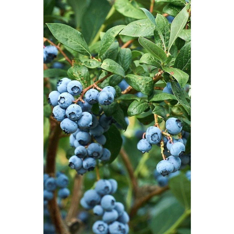 20 sementes 40 sementes 100 sementes mirtilo Blueberry com manual de cultivo