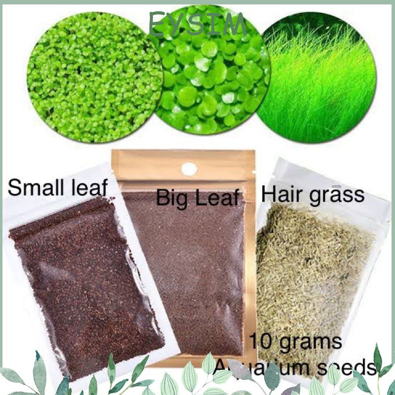 Pacote grande de 8g de sementes de aquário, plantas de aquário, plantas aquáticas, adequadas para solo aquático ou mistu em Oferta na Shopee