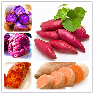 JAAA 200 sementes de batata doce, sementes vegetais saudáveis