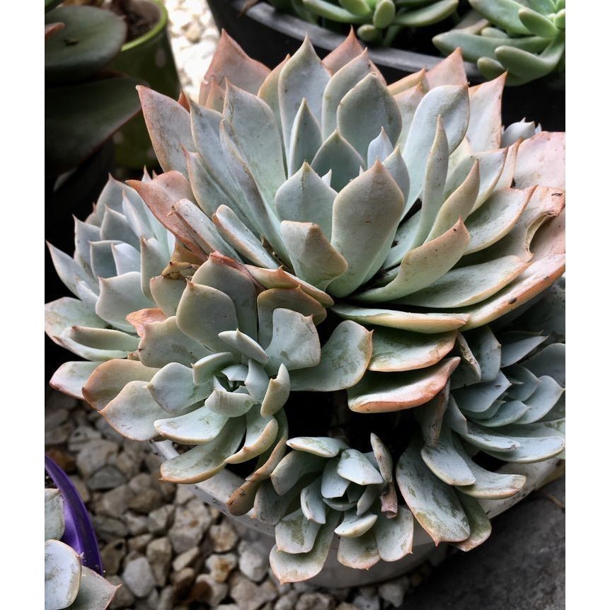 JAAA 100 sementes suculenta Astrophytum myriostigma com manual de cultivo pronta entrega envio em 24h NV PROMOÇÃO