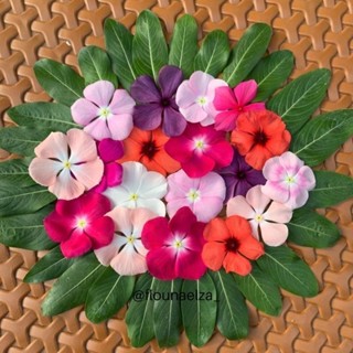 50 Sementes Vinca madagascar Boa noite Exóticas. Premium em Oferta na Shopee