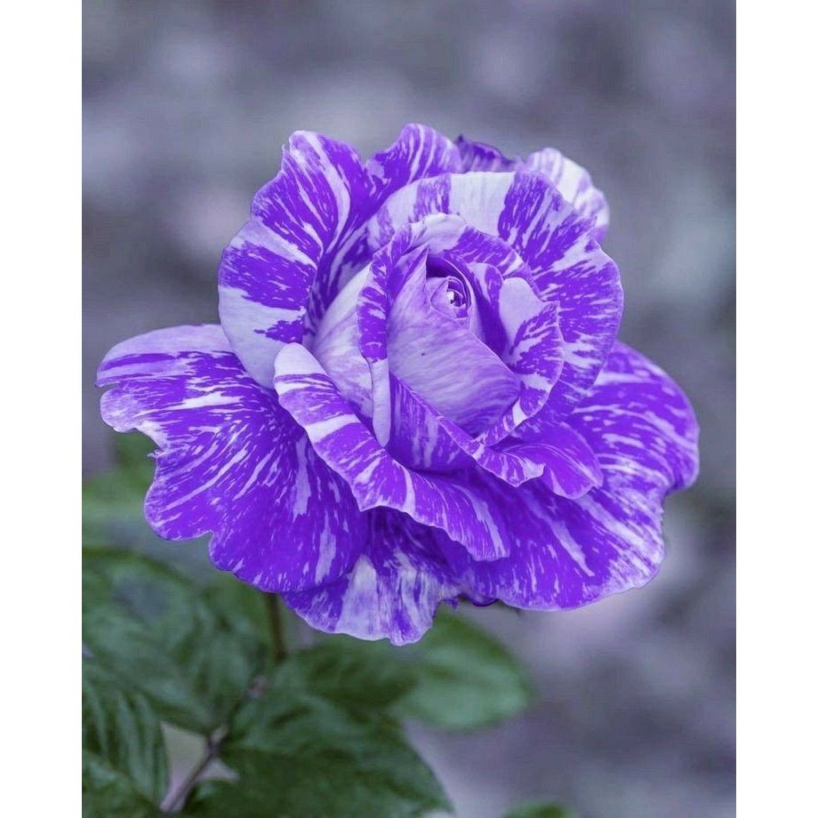 100 sementes Rosa "Himalayan com manual de cultivo envio 24h