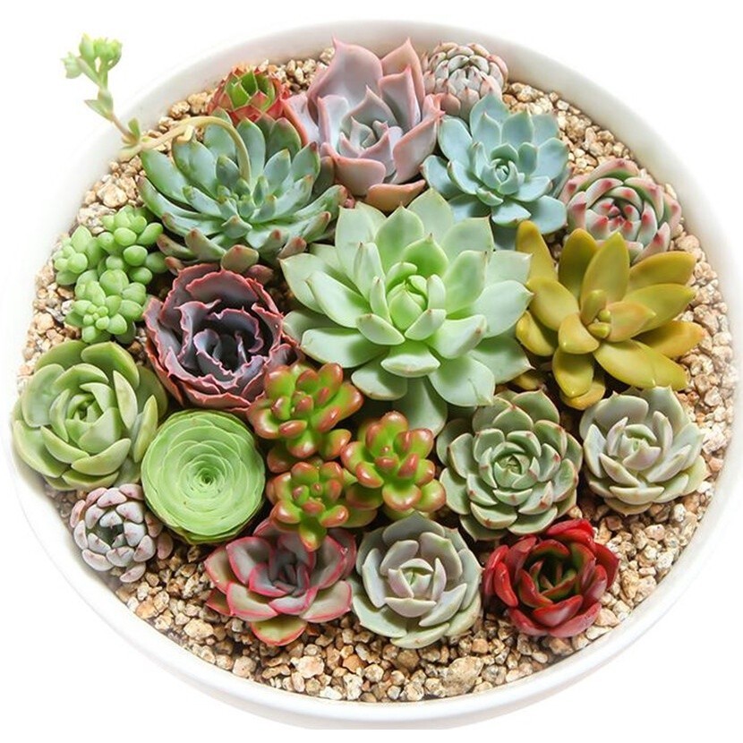 sementes puras Arara Na Filipinas, Suculentas Mistas 100 50 Sementes pcs Sementes de Flores Plantas ao Ar Livre Planta
