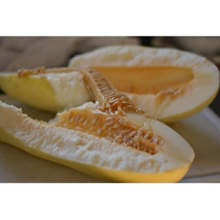 100 Sementes De Melao De Neve Doce do Sertão ENVIO RÁPIDO III em Oferta na Shopee