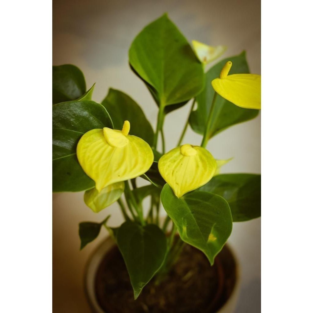 ENVIO SUPER RÁPIDO Anthurium soconuscum - 100 sementes com manual de cultivo pronta entrega envio em 24h II T1