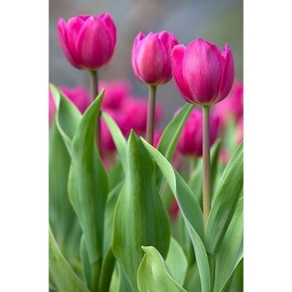 ENVIO SUPER RÁPIDO Tulipa 'Daydream' – 100 sementes com manual de cultivo pronta entrega envio em 24h II T1 em Oferta na Shopee