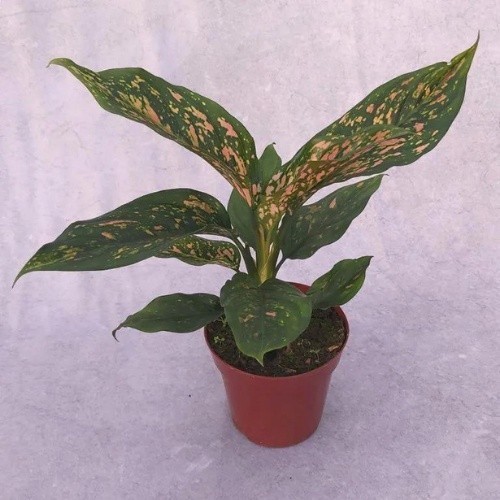 100 sementes aglaonema red |