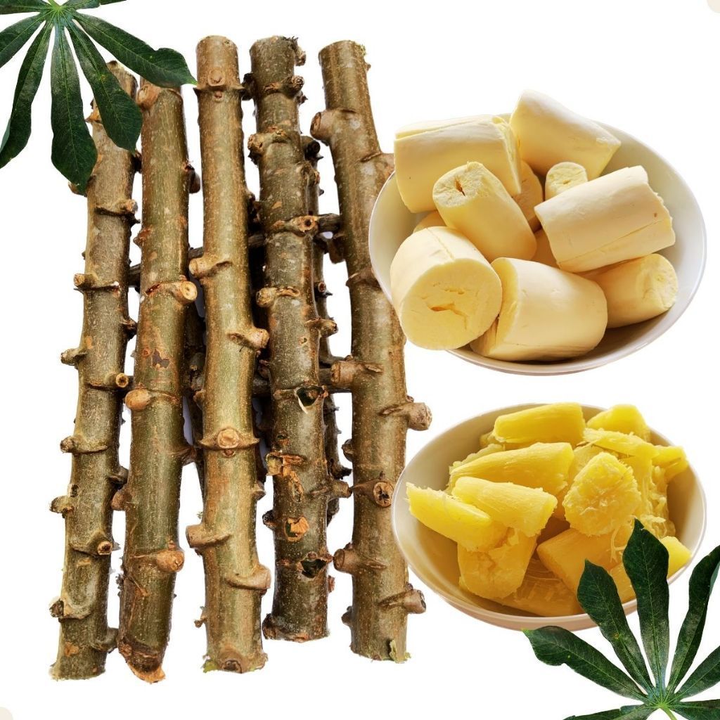 Rama de Mandioca FRUTADA amarela 30 mudas para Plantio Doce Raridade Excelente Frutificação Alta Germinação