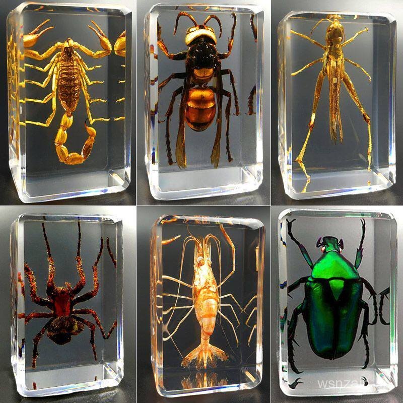 Especimes simulados de insetos em resina, insetos reais, besouros, aranhas, besouro-veado, escorpiões, louvaúmas, lagart