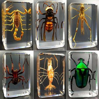 Especimes simulados de insetos em resina, insetos reais, besouros, aranhas, besouro-veado, escorpiões, louvaúmas, lagart