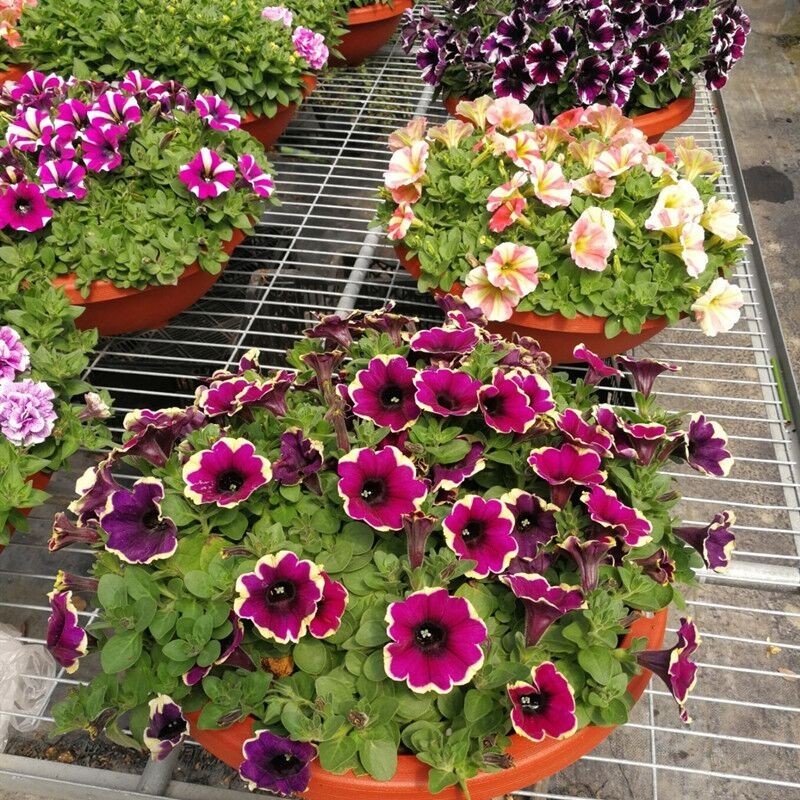 JAAA pcs flores de petúnia em vaso para jardim de varanda (planta de petúnia para interior e exterior 200 500 sementes)