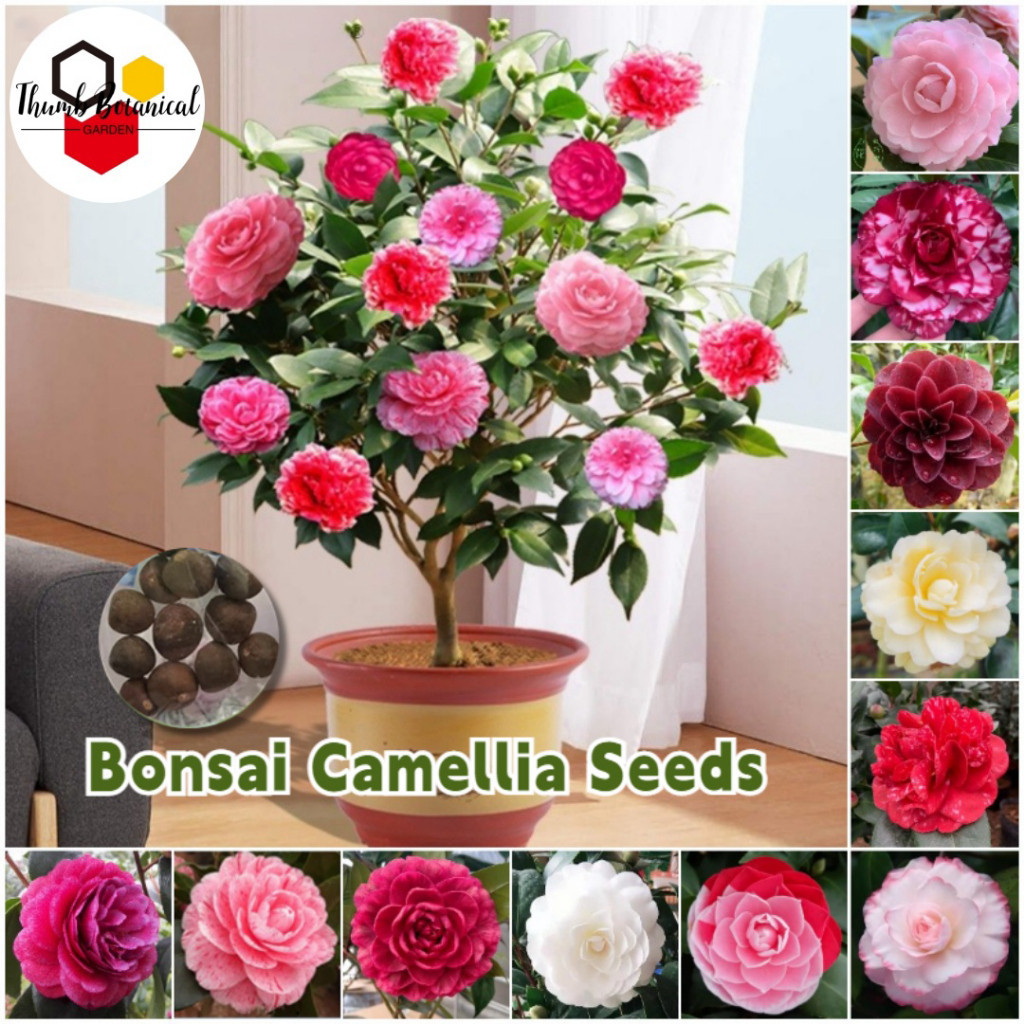 JAAA fácil de levantar Sementes de Flor de Camélia Rosa de Alta Qualidade (200 500 Sementes) Sementes Raras de Camélia I