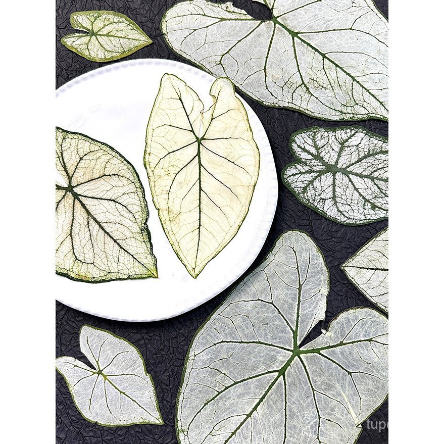Alocasia Folha Colorida White Lover, Flor Seca, Espécime de Planta, Moldura de Madeira Maciça para Fotos, Resina, Suport